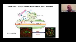 Keynote Novel functions of oligodendrocytes and myelin in axonal energy metabolism [upl. by Zoila690]