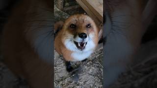 Conversation with the red fox Yesenia domesticfox redfox babyfox animals animalsfarm [upl. by Enilauqcaj]