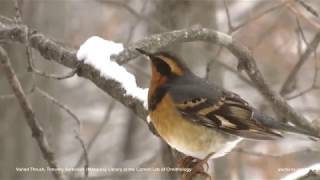 Varied Thrush [upl. by Onavlis]