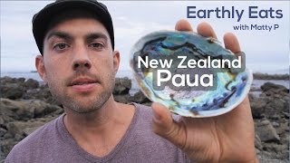 New Zealand Paua Edible Sea Snail aka Abalone 🇳🇿 [upl. by Jocko525]