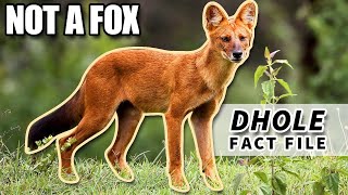 Dhole Facts the WHISTLING DOG facts  Animal Fact Files [upl. by Ffoeg116]