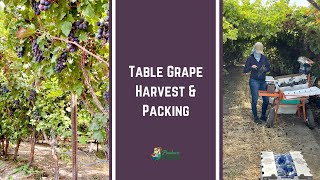 Table Grape Harvest amp Packing In California [upl. by Ayn679]