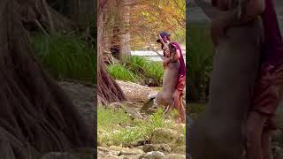 Part 2 ⚡️Man saves drowning deer in san antonio River Texas wildlife gone wild 💥 [upl. by Darill]