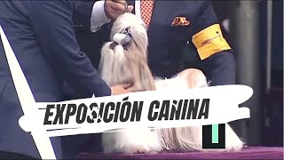 EXPOSICIÓN CANINA SHIH TZU [upl. by Rutherford354]