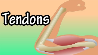 Tendons  What Are Tendons  Functions Of Tendons  Tendonitis [upl. by Parcel]