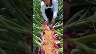 Onions Farming shorts agriculture youtubeshorts farming china onion onionfarming video [upl. by Annodahs]