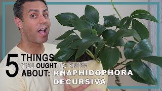 5 Things You Ought To Know About Rhaphidophora Decursiva Dragons Tail Plant Care Tips [upl. by Constancy]