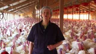 Video Tour of a Turkey Farm and Processing Plant Featuring Temple Grandin [upl. by Hernandez]