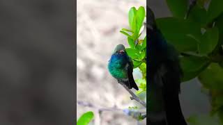 Broadbilled Hummingbird Vocalizing Madera Canyon birds nature wildlife hummingbird [upl. by Llemmart]