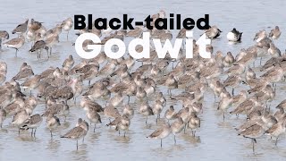 Blacktailed godwit Limosa limosa  4K  Nalsarovar Gujarat India [upl. by Osner207]