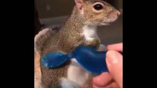 Squirrel cant get enough of massage by a toothbrush  Squirrel having spa time and massage [upl. by Nanek]