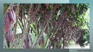 Fenologia e produção do cacaueiro irrigado e cultivado a pleno sol no semiárido mineiro [upl. by Mahtal]