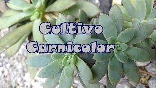 Cultivo da Echeveria carnicolor [upl. by Gurney]