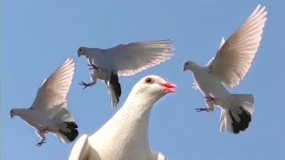 Голуби от УнанаИгра лётРоссия город МайкопPigeons from UnanGame of yearsRussia city of Maykop [upl. by Pace461]