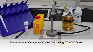 Protocol 5 Preparation of Competent E Coli Cells [upl. by Campos328]