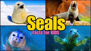 Learn All About Seals Facts for Kids [upl. by Eversole]