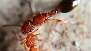 My Tetramorium bicarinatum are loving there new habitat and there already feeding each other ants [upl. by Haldes876]