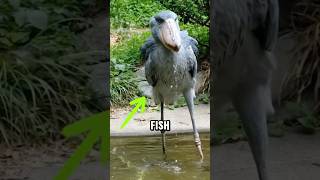 Shoebill’s Hunting Tricks 🐦💧 [upl. by Akenot]