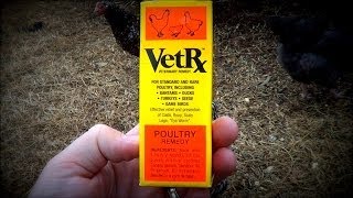 Backyard Chickens  Respiratory Disease  VetRx [upl. by Odessa]