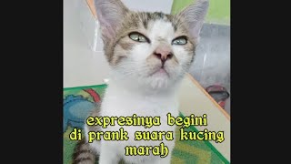 Suara kucing Marah kucingku malah begini ekspresinya [upl. by Xenia]