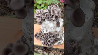 Growing Oyster Mushrooms With Toilet Paper [upl. by Nylanaj154]