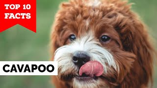 Cavapoo  Top 10 Facts [upl. by Hannahoj]