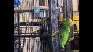 Unboxing and Assembling a Parrot Cage [upl. by Newfeld]