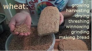 WHEAT  growing harvesting processing and making bread [upl. by Telford]