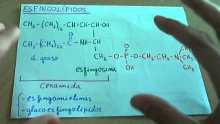 Esfingolípido Biología Lípidos [upl. by Anailuy123]