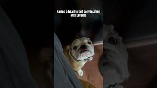 Bulldog won’t stop farting howabsolutedare iloveenglishbulldogs farts [upl. by Maxia]