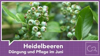 Heidelbeeren – Düngung und Pflege im Juni [upl. by Esenwahs745]