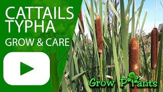 Cattails  grow amp care Typha water plant [upl. by Cchaddie]