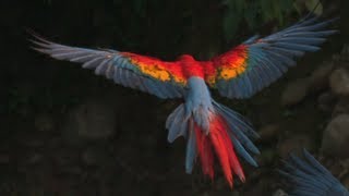 MACAWS in SlowMotion Rainforest Research Smarter Every Day 60 [upl. by Ardeed]