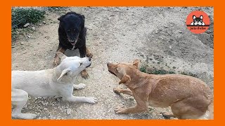 Rescued Dog Arxigos Supervises the Big Puppies [upl. by Nitnilc]