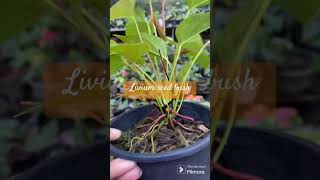 Livium seed bush❤️💖❤️වටිනාකම දන්න ඔයාට සාදාරණ මිලකට [upl. by Morton]