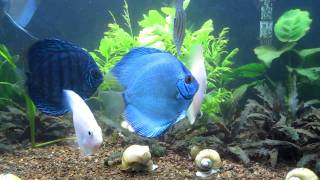 Blue Discus 90 gallons Tank [upl. by Yrmac971]