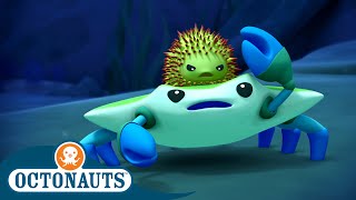 Octonauts  Squabbling Creatures  Cartoons for Kids  Underwater Sea Education [upl. by Zilvia]