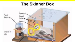 Operant Conditioning  The Skinner box experiment [upl. by Aeslehs]