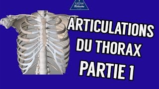 Articulations du thorax Partie 1 [upl. by Aiak]