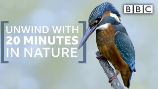 Unwind with 20 minutes in nature  Springwatch  BBC [upl. by Ariela]