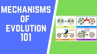 Mechanisms of Evolution 101 [upl. by Hanoy]