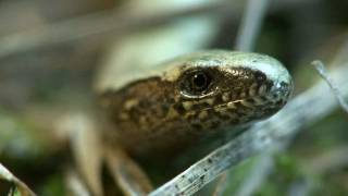 Blindschleiche blindworm Anguis fragilis [upl. by Mccahill]