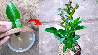 Technique skills How to propagate kaffir lime from kaffir lime leaves in pots [upl. by Oiluarb]