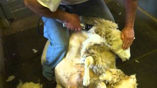 Erdenheim Farm Lamb Cam  Shearing [upl. by Miner]