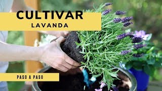 Cómo cultivar lavanda  Jardinería [upl. by Nosneb]