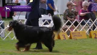 Bernese Mountain Dogs  Breed Judging 2021 [upl. by Kline]