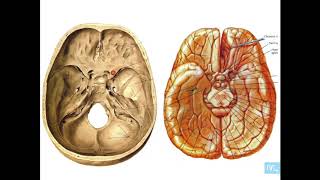 anatomie des glandes endocrines partie 1 [upl. by Anyalram]