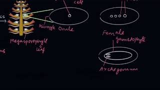 Reproduction in gymnosperms  Plant Kingdom  Biology  Khan Academy [upl. by Maurie]