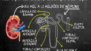 Filtração glomerular reabsorção e secreção [upl. by Mela]