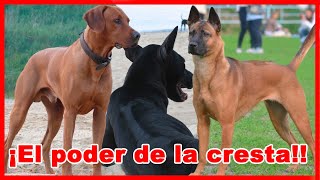 Cazadores DE LEONES BÚFALOS Y JABALÍS – tipos de perros CON CRESTA [upl. by Illyes]